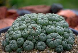 Peyote Cluster