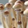 Buy Chitwan Cubensis Online 