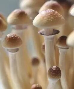 Chitwan Cubensis