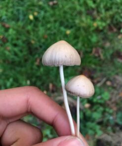 Liberty caps