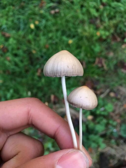 Liberty caps