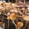 Buy Psilocybe Mexicana Online At Cheap Rate