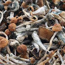 Buy Ecuador Cubensis Online