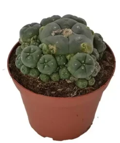 Peyote cluster 10.5cm